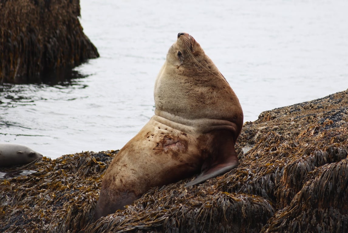 Kenai Fjords Boat Tour