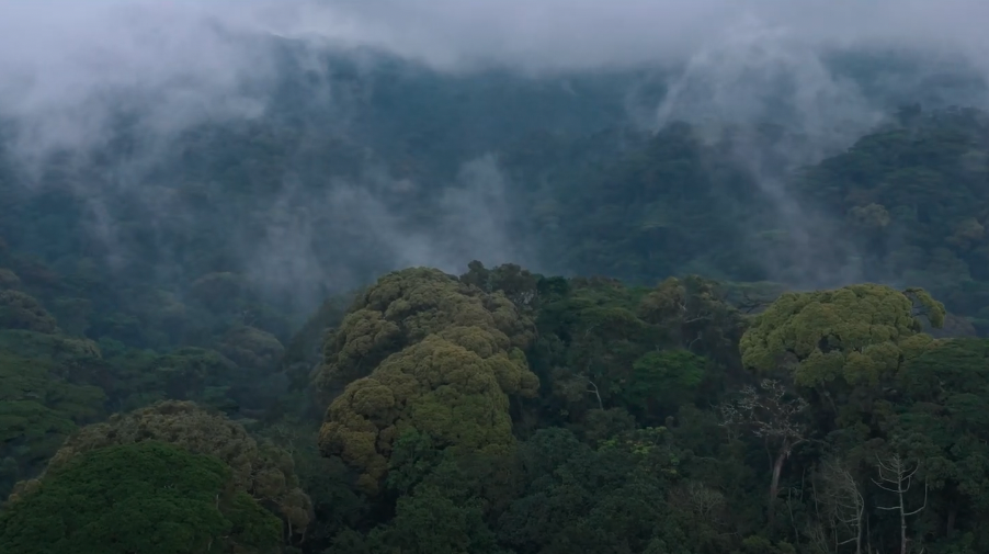 Salonga National Park