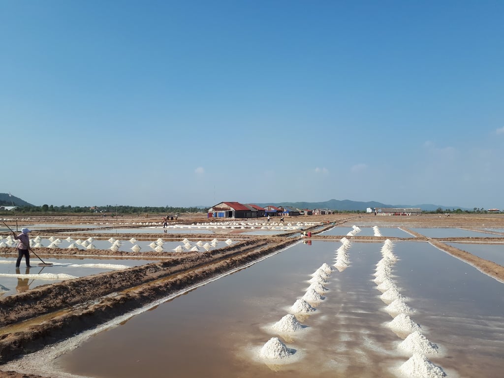 Salt Fields