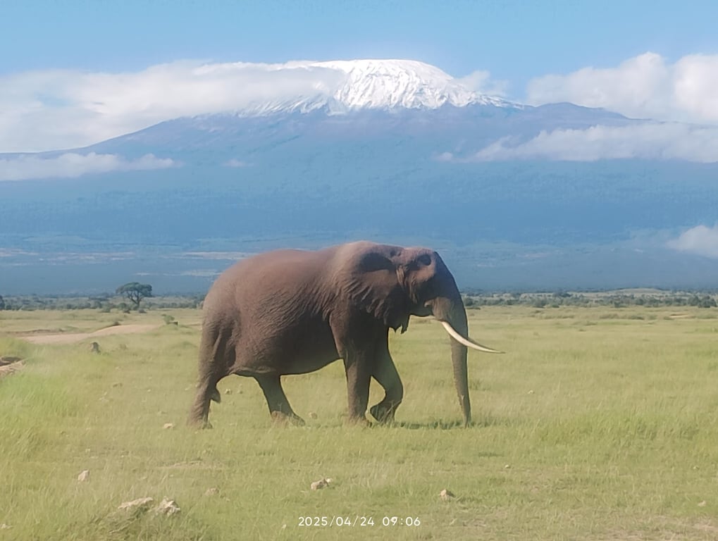 Amboseli National Park