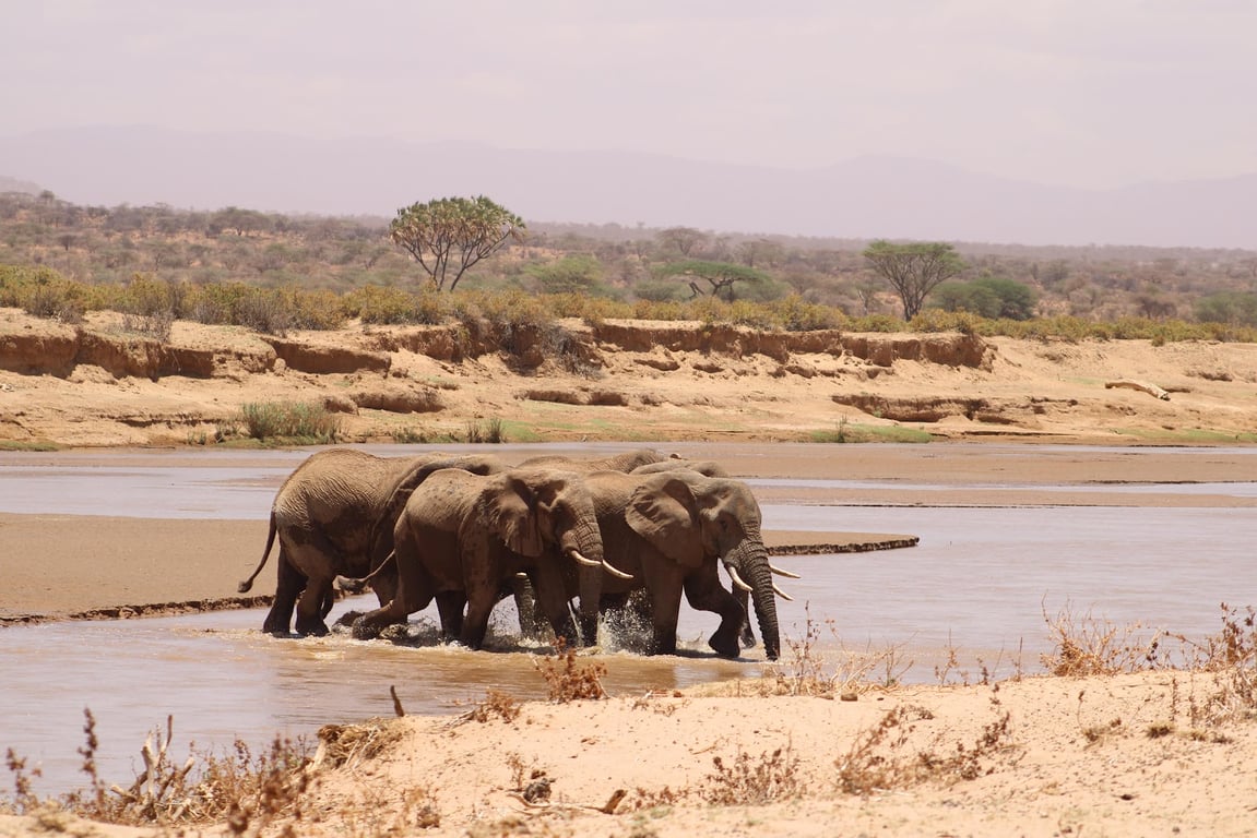 Samburu National Reserve