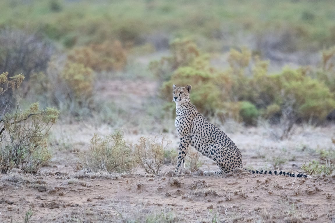 Samburu National Reserve
