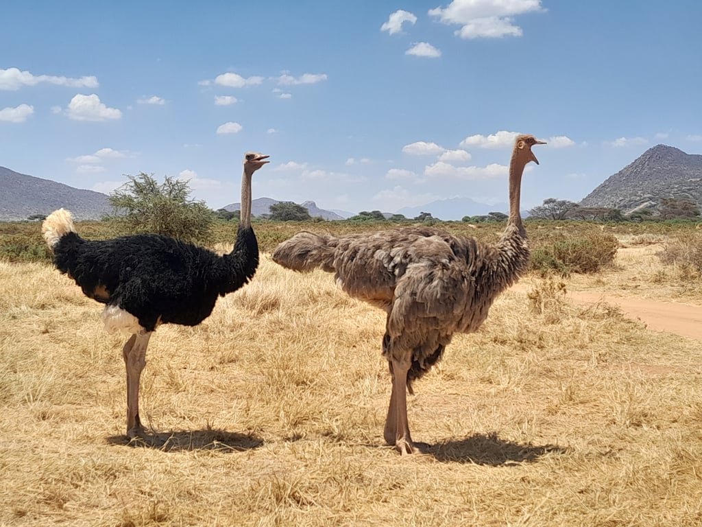 Samburu National Reserve