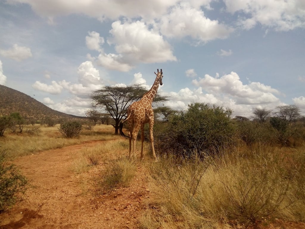 Samburu National Reserve