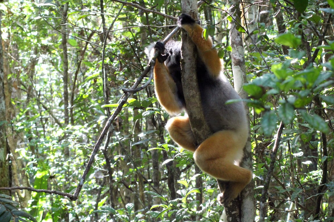 Analamazaotra Reserve