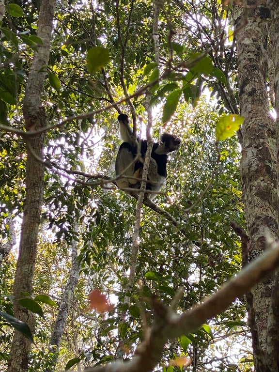 Analamazaotra Reserve
