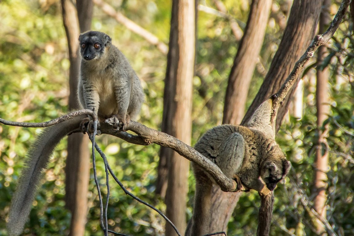 Analamazaotra Reserve