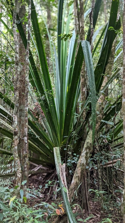 Analamazaotra Reserve