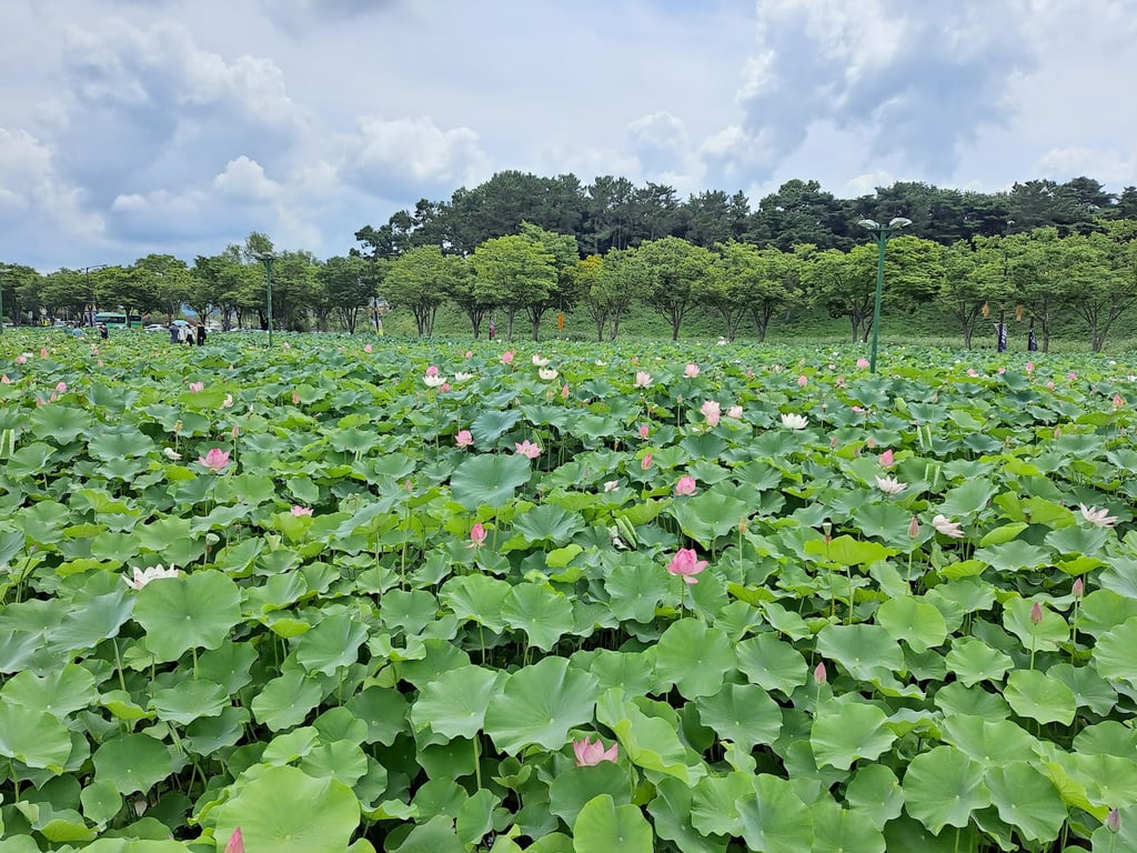 Anapji Pond