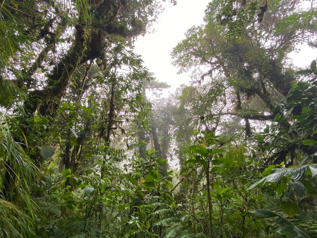 Santa Elena Cloud Forest