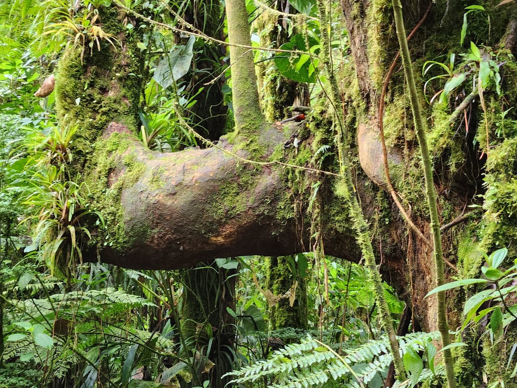 Santa Elena Cloud Forest
