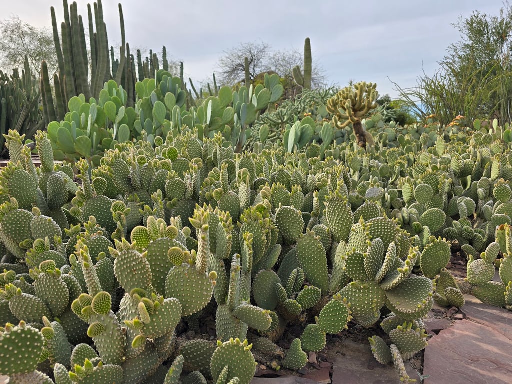 Desert Botanical Garden