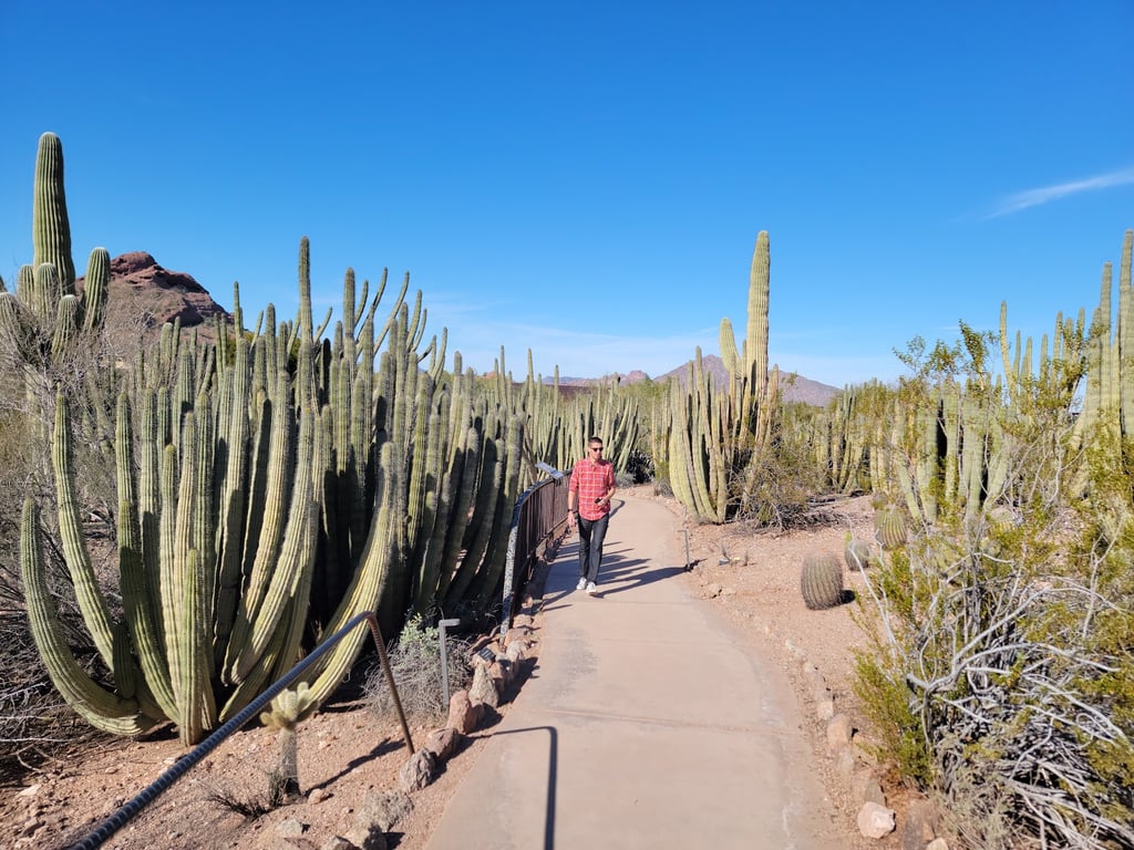 Desert Botanical Garden