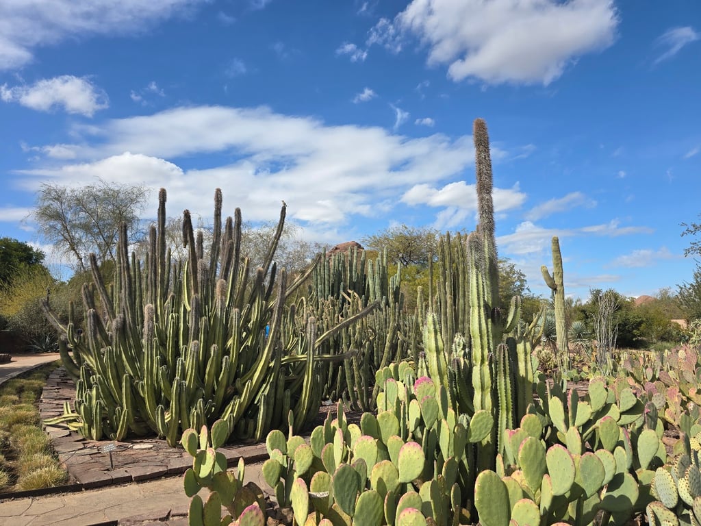 Desert Botanical Garden