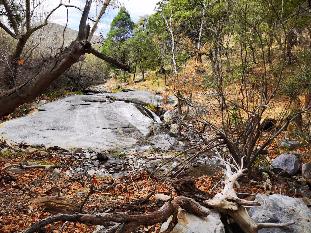 Ramsey Canyon Preserve