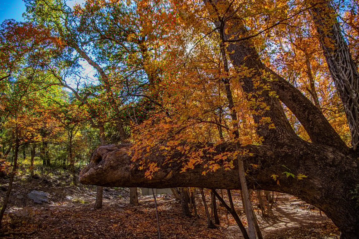 Ramsey Canyon Preserve