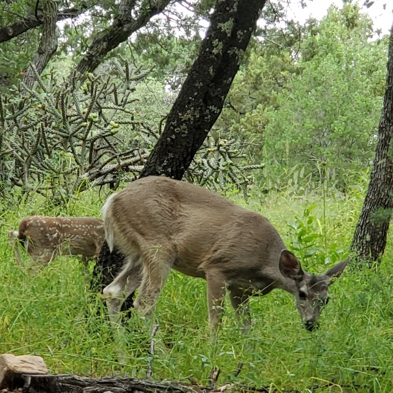 Ramsey Canyon Preserve