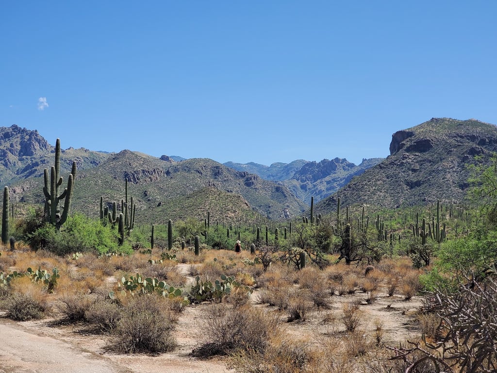 Sabino Canyon