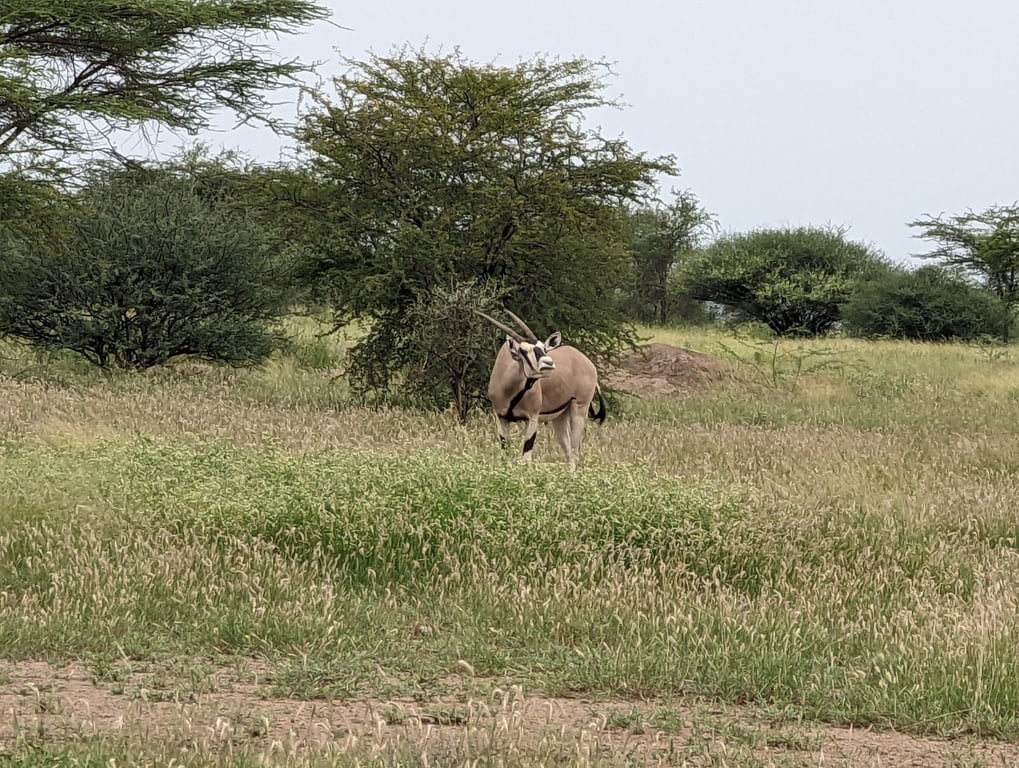 Awash National Park