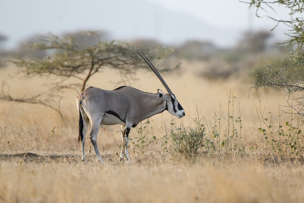 Awash National Park