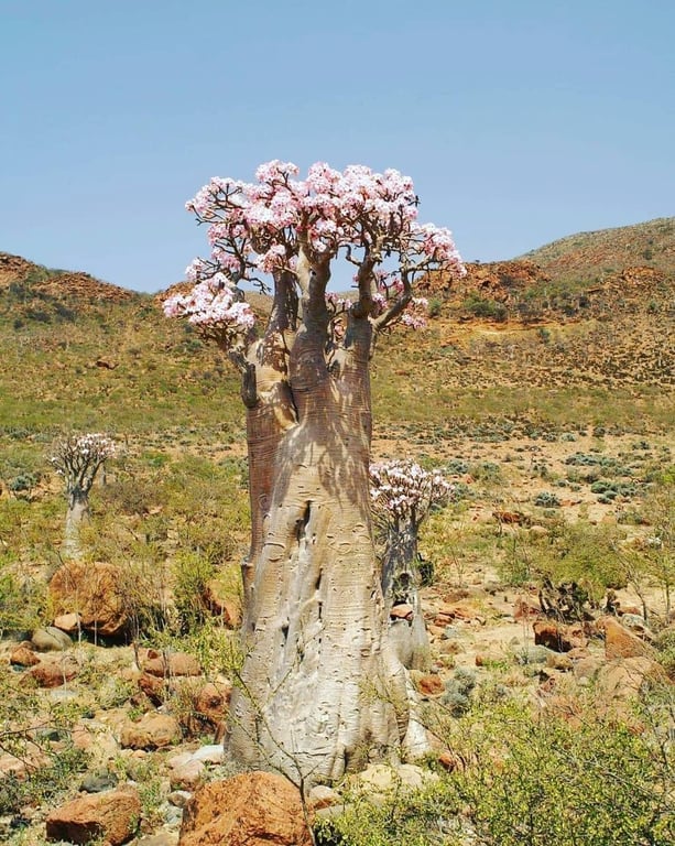 Ayhaft Canyon National Park