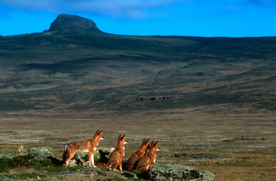 Bale Mountains