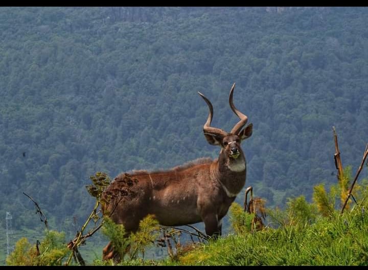 Bale Mountains