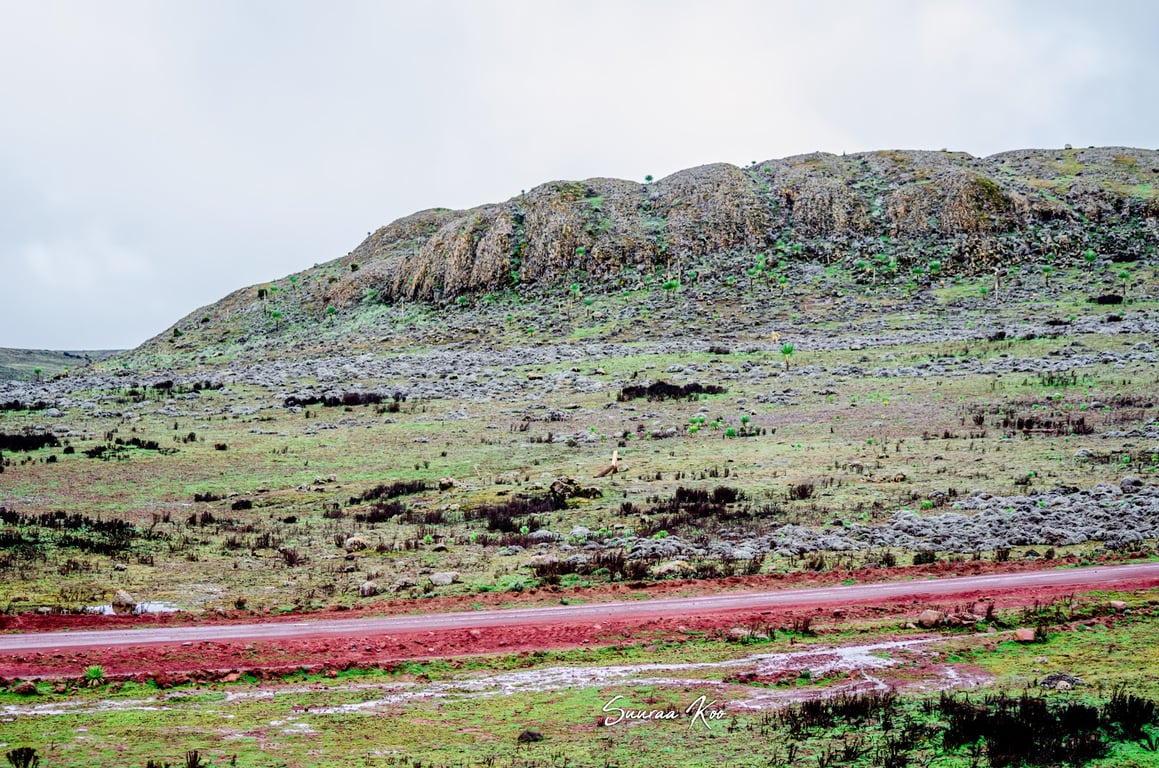Bale Mountains