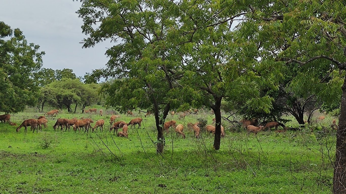 Baluran National Park