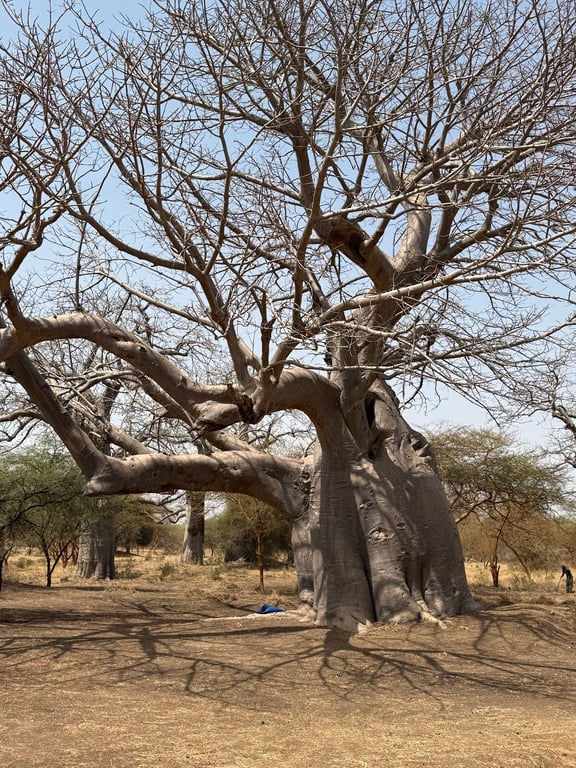 Bandia Reserve