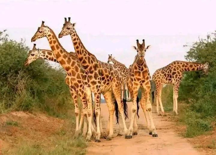 Bandingilo National Park