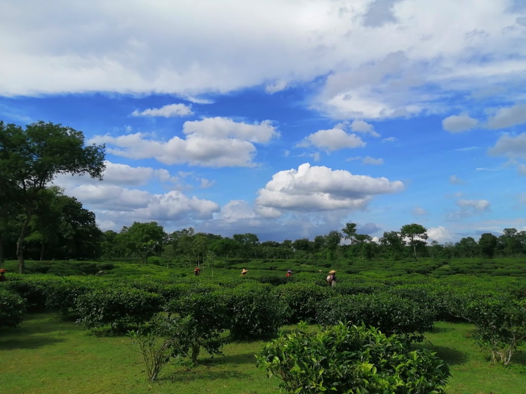 Bangladesh Tea Research Institute Viewpoint