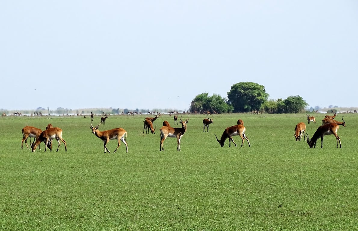 Bangweulu Wetlands