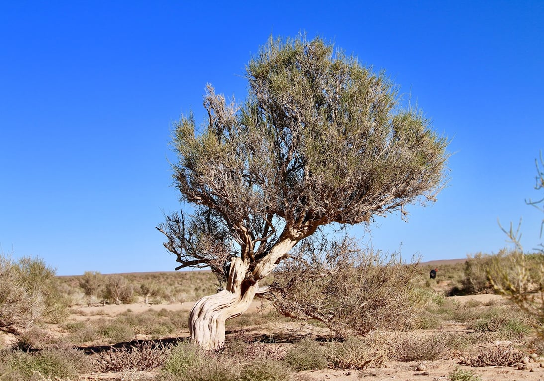 Bayanzag