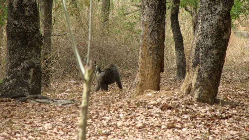 Benoué National Park