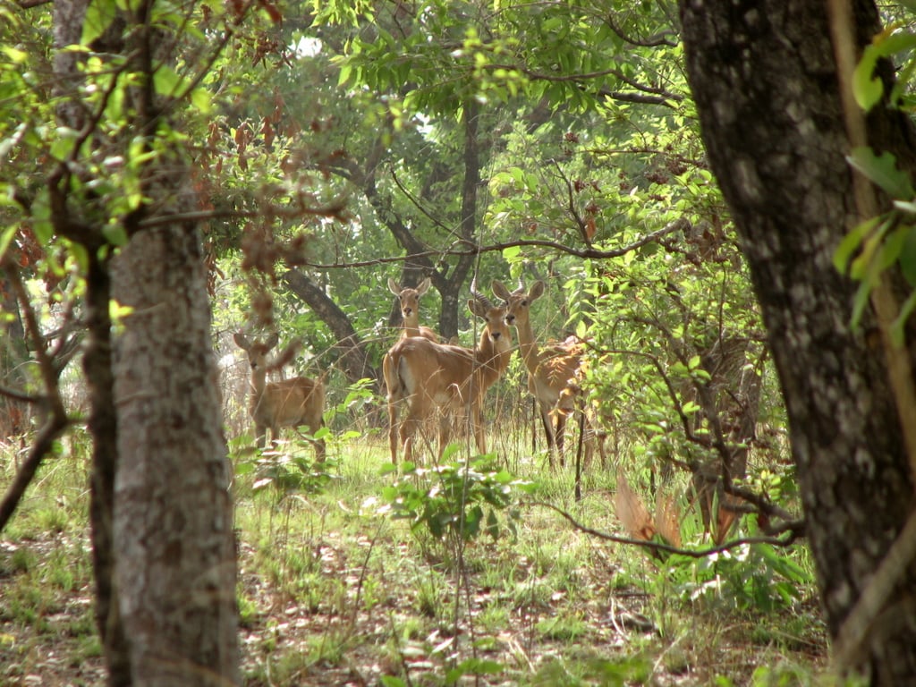 Benoué National Park