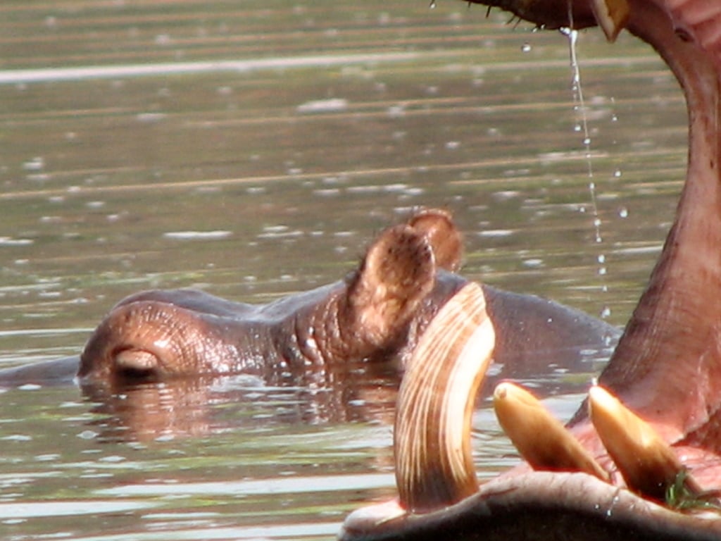Benoué National Park