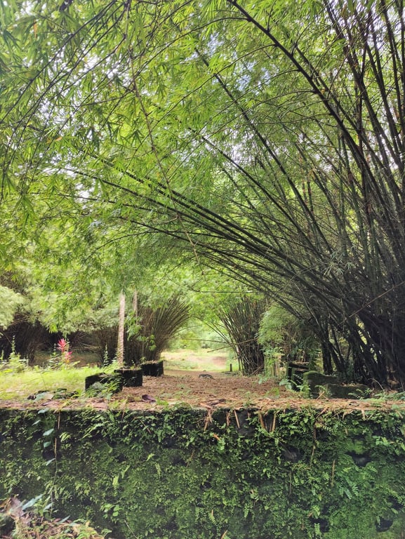 Bimbia Slave Port Ruins