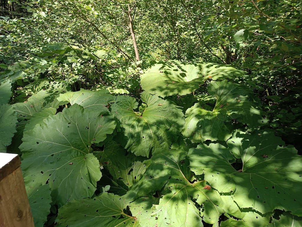 Biogradska Gora NP