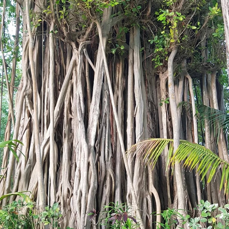 Biyadhoo Island