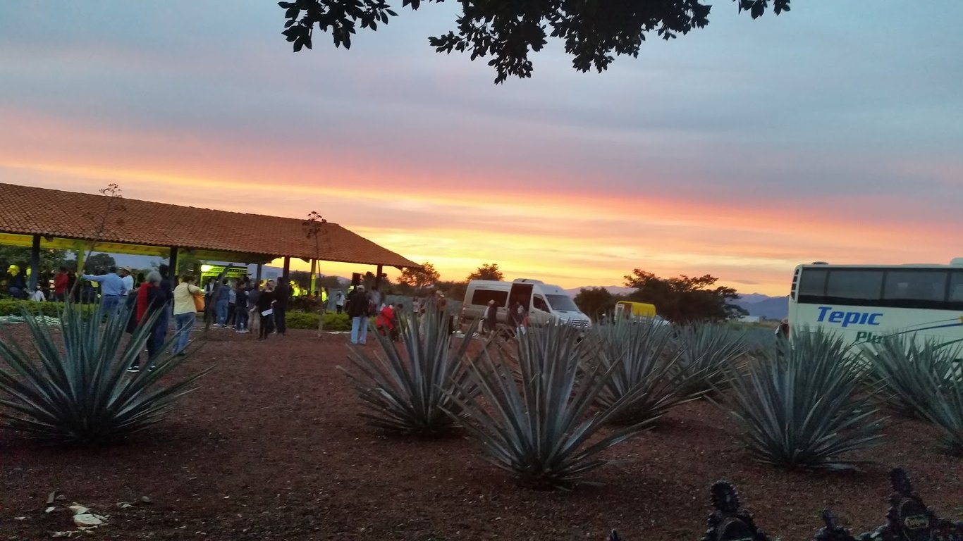 Blue Agave Fields