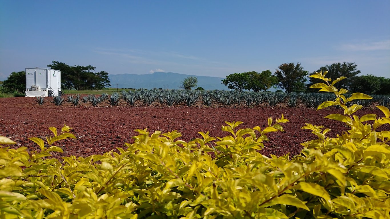 Blue Agave Fields