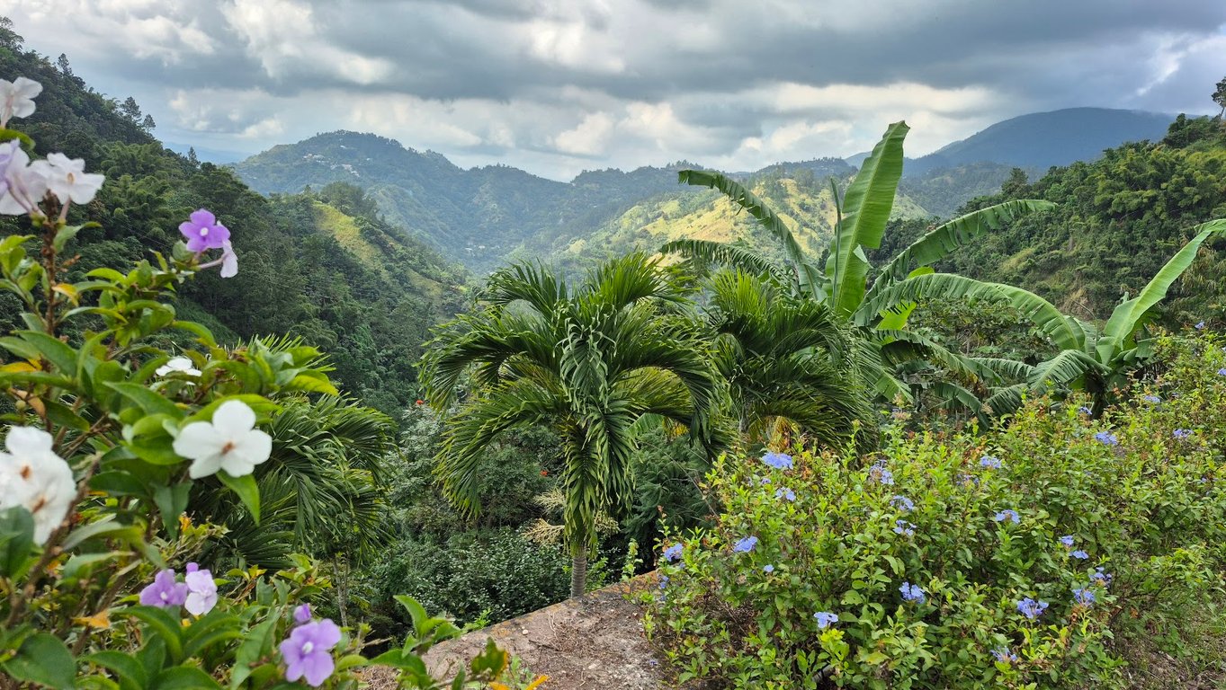 Blue Mountain Coffee Estates