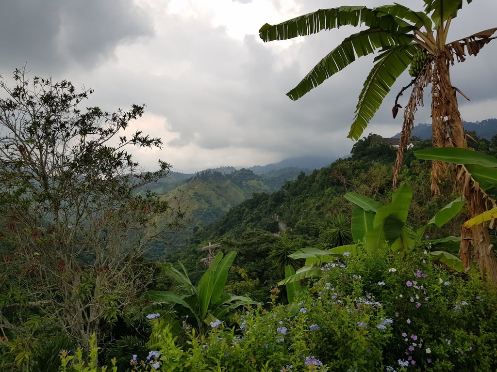 Blue Mountain Coffee Estates