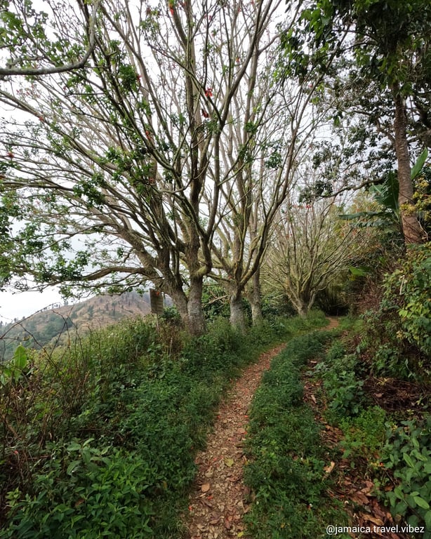 Blue Mountain Peak Trail