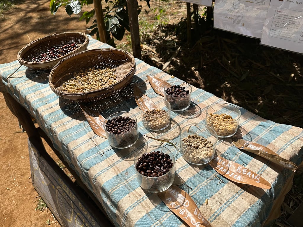 Bolaven Plateau Coffee Farms