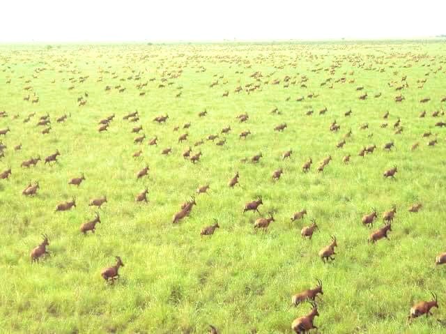 Boma Plains