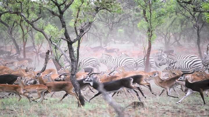 Boma Plains