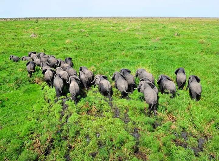Boma Plains