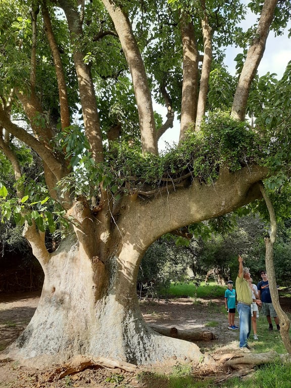 Bosque de Ombúes
